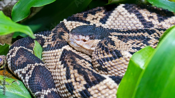 Fototapeta Close-up view of a Black-headed Bushmaster (Lachesis melanocephala)