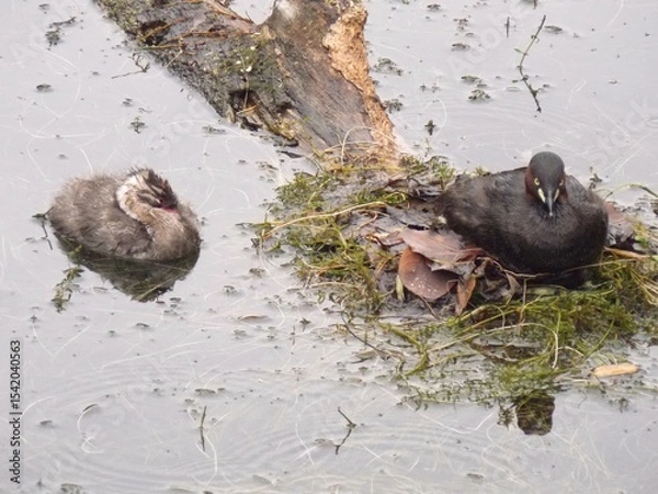 Fototapeta Little Grebe parent and child
