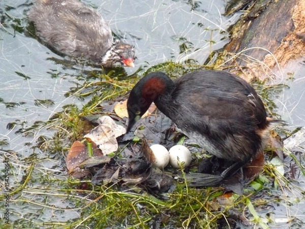 Fototapeta Little Grebe parent and child