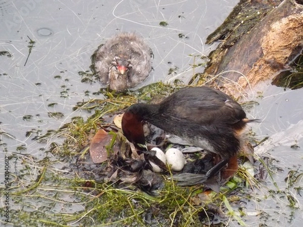 Obraz Little Grebe parent and child