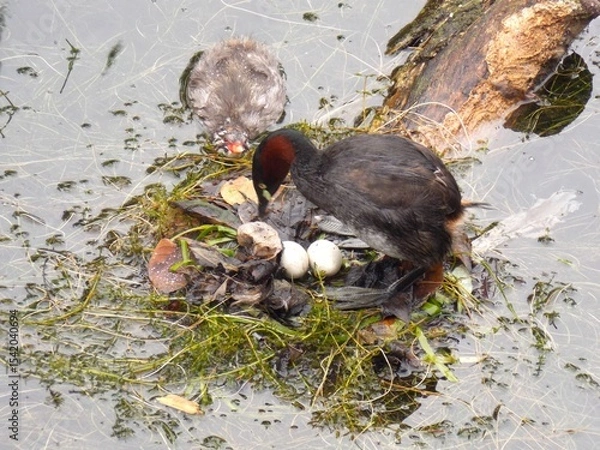 Fototapeta Little Grebe parent and child