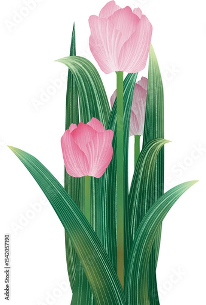 Obraz Tulips 튤립 일러스트