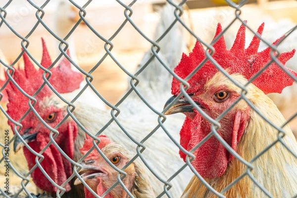 Obraz Roosters with hens stand behind the fence