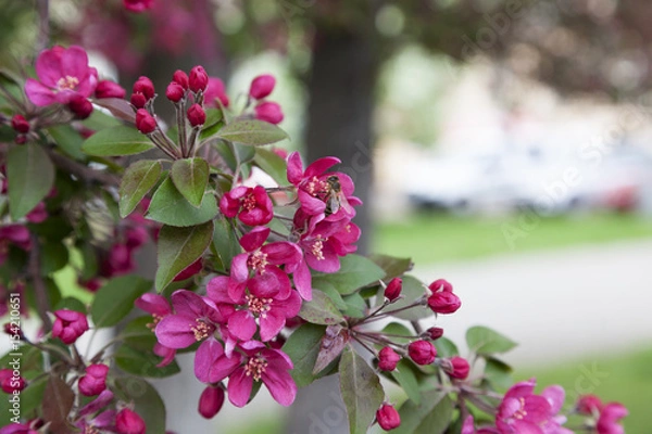 Obraz Spring tree bloom background