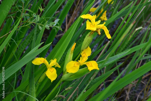 Obraz three flowers of Yellow Flag Iris in Bloom among green grass