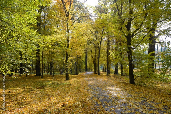 Fototapeta Autumn park with a walking path illuminated sun