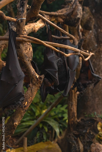 Obraz Large Fruit Bat (Flying Fox) Hanging from a Tree in Bali, Indonesia