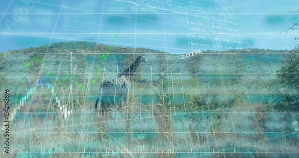 Fototapeta Standing giraffe facing right among savannah grass, rolling hills with digital graph showing 2