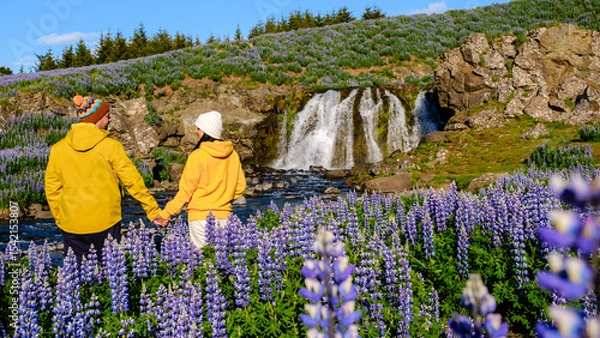 Fototapeta Couple enjoying a serene moment by a waterfall surrounded by blooming lupines in Iceland