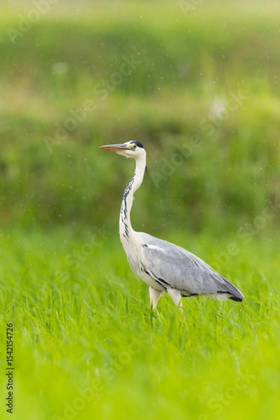 Obraz 小雨に降られるアオサギ