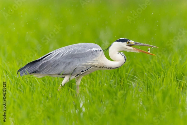 Obraz 田んぼにいるオタマジャクシを食べているアオサギ