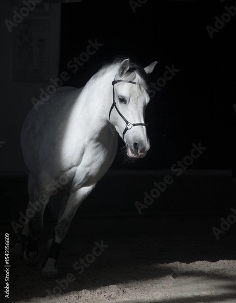 Obraz White horse running in indoor arena. Low key