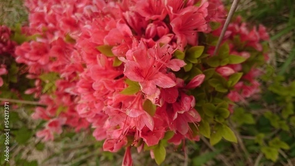 Fototapeta ヤマツツジ