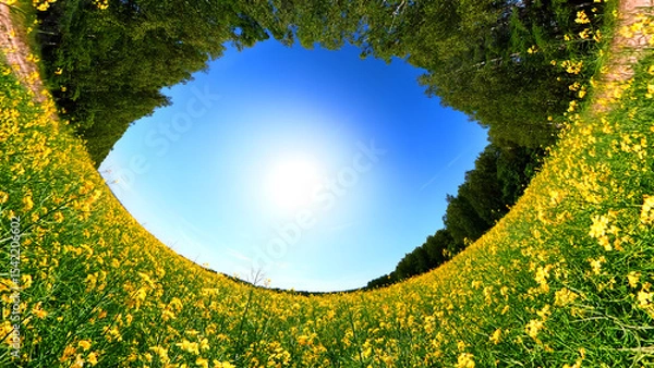 Obraz Blooming rapeseed field under bright blue sky with fluffy white clouds on a sunny day