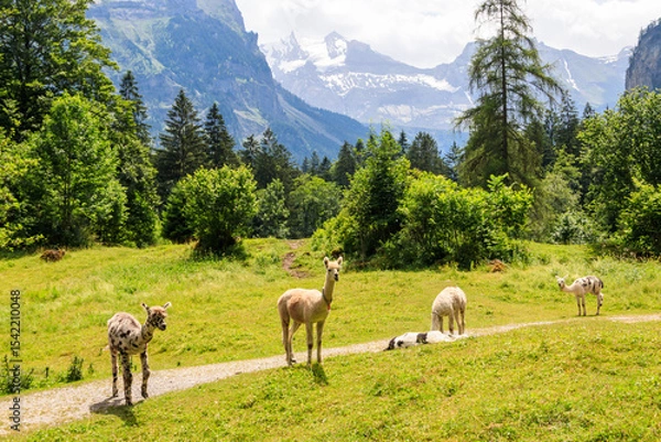 Obraz Group of alpacas grazing in green alpine meadow in Switzerland