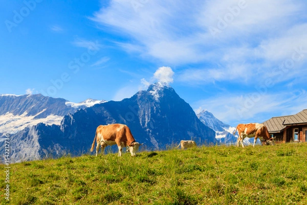 Obraz Herd of cows grazing on a green alpine meadow in the Swiss Alps, Switzerland