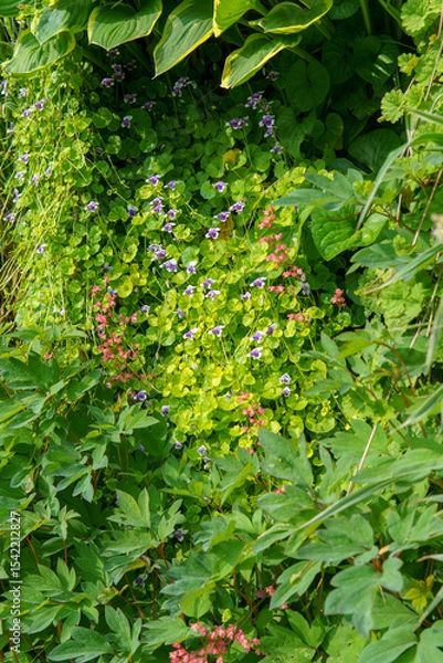 Fototapeta A vibrant vertical wall features a rich variety of plants and flowers, creating a lush and colorful living tapestry. 