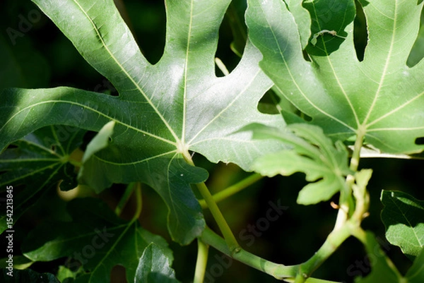 Fototapeta Nature background from close up of green fig leaf growing in a garden