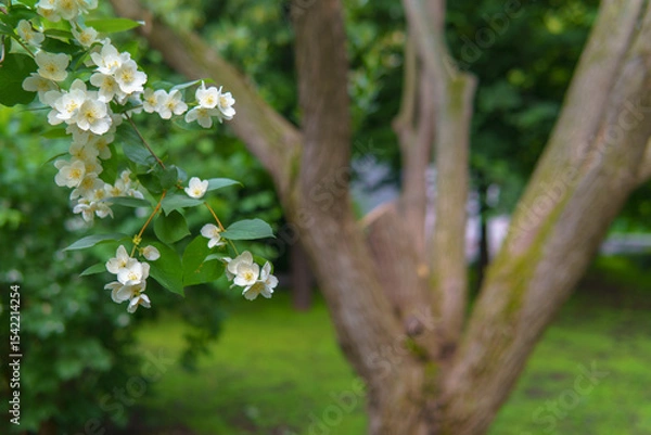Fototapeta A blooming jasmine branch stands in delicate contrast to a dry, leafless tree behind it. The scene evokes a quiet dialogue between vitality and stillness.