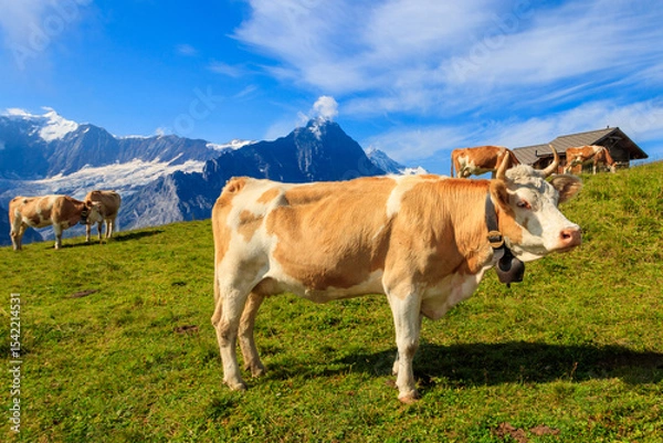Obraz Herd of cows grazing on a green alpine meadow in the Swiss Alps, Switzerland