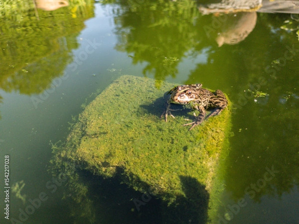 Fototapeta Toad or frog sitting on a stone, covered with green algae, partially in water of a pond.