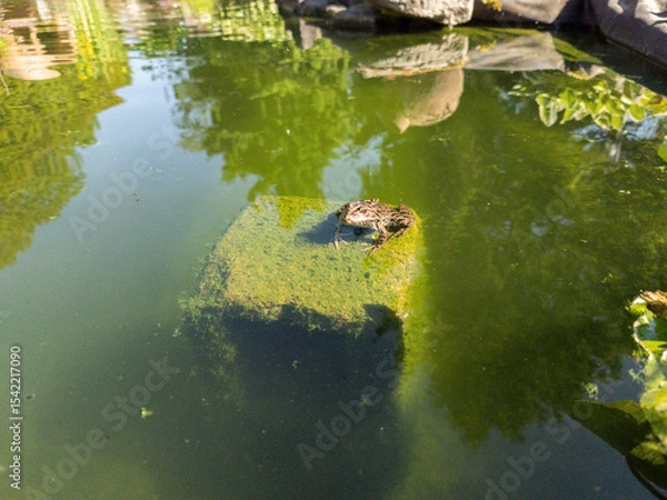 Fototapeta Toad or frog sitting on a stone, covered with green algae, partially in water of a pond.