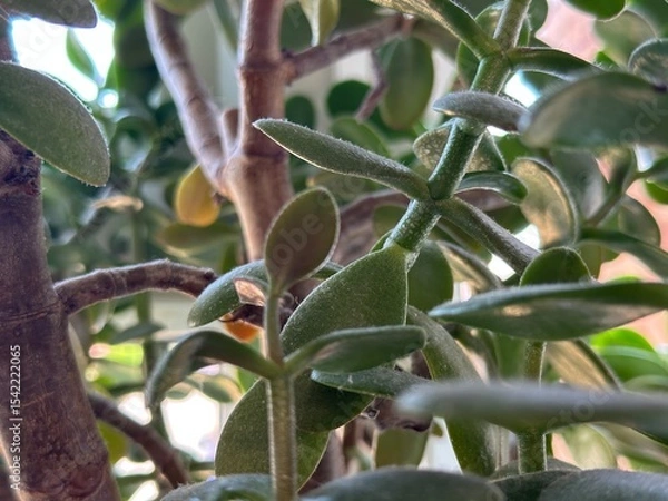 Obraz green and yellow