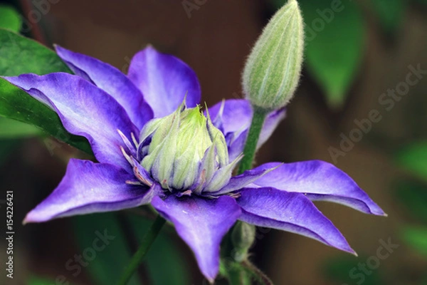 Obraz Violet blue clematis with big flowers