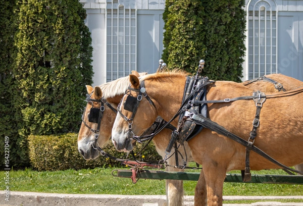 Obraz horses in harness