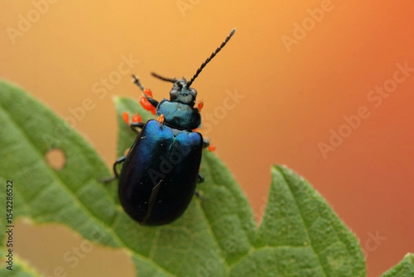 Fototapeta Agelastica alni insect on a leaf