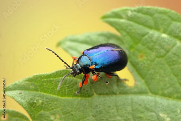 Fototapeta Agelastica alni insect on a leaf