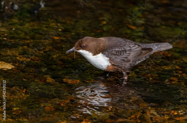 Fototapeta Dipper bird "Cinclus cinclus" with food in beak, standing in water of the "River Dodder" and searching for aquatic invertebrates. Showing red brown feathers and white throat. Dublin, Ireland