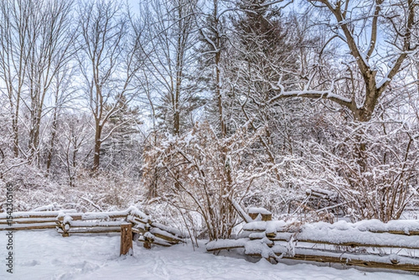 Obraz Natures snowy tree backdrop