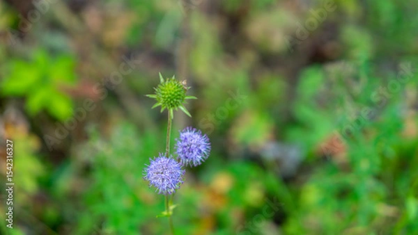 Fototapeta Succisa pratensis or devil's-bit scabious, flowering plant in honeysuckle family Caprifoliaceae
