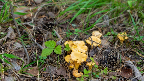 Fototapeta Forest clearing with edible mushrooms Cantharellus cibarius or girolle is golden chanterelle, genus Cantharellus. Decoration of forest