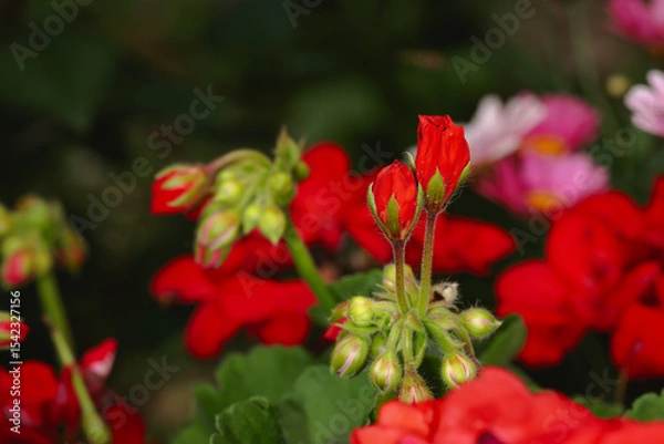 Obraz Kwitnące pelargonie