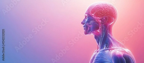 Fototapeta Human Anatomy: Brain and Musculature, 3D Rendering