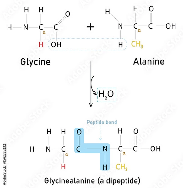 Fototapeta Peptide Bond Formation Between Glycine and Alanine Producing Dipeptide Glycylalanine and Water. It is Dehydration Synthesis Reaction, Infographic Vector Illustration