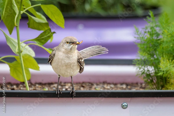Obraz A Northern Mockingbird hunts for insects in my garden made of brightly colored corrugated raised garden beds.