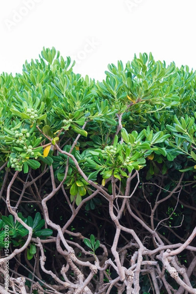 Fototapeta A park on the seafront in Sveti Stefan Montenegro, a green mangrove hedge. Vegetation of the Adriatic coast of Budva