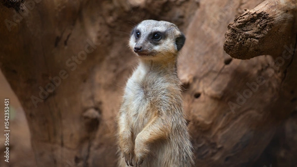 Fototapeta meerkats live in a small group