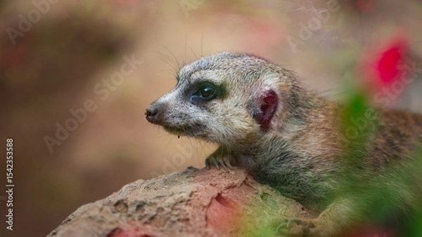 Fototapeta meerkats live in a small group
