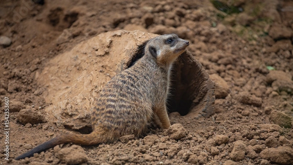 Fototapeta meerkats live in a small group