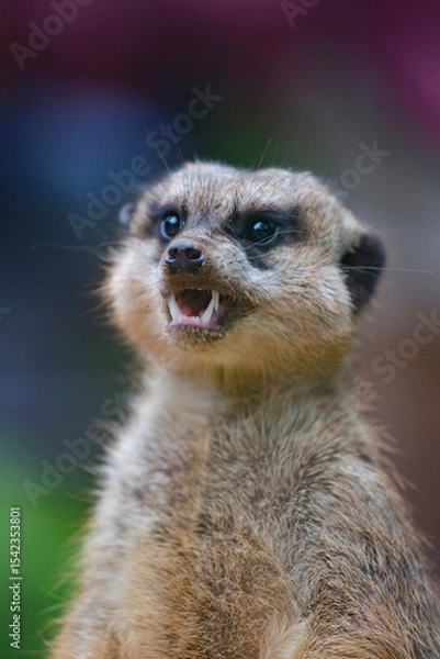 Fototapeta meerkats live in a small group