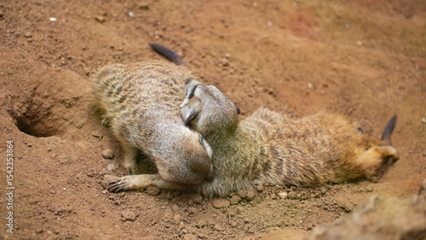 Fototapeta meerkats live in a small group