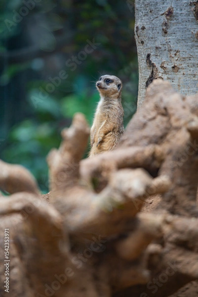 Fototapeta meerkats live in a small group