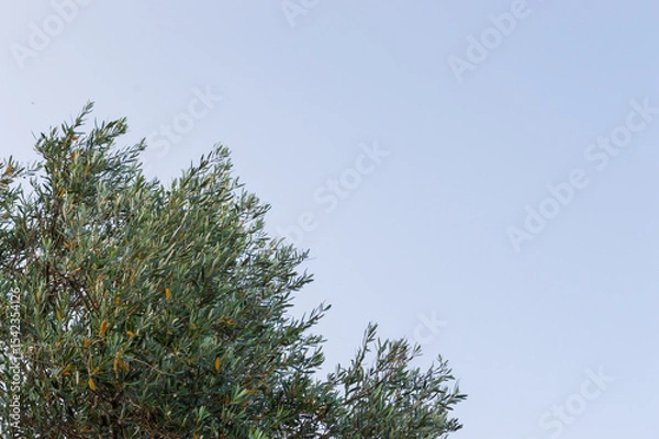 Fototapeta Close-up of olive branches against blue sky with space for text horizontally. Park in Sveti Stefan, Montenegro
