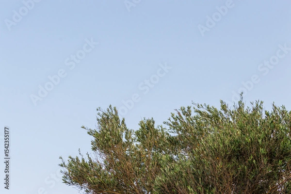 Fototapeta Close-up of olive branches against blue sky with space for text horizontally. Park in Sveti Stefan, Montenegro