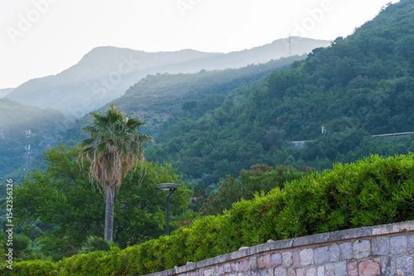 Fototapeta Waterfront park in Sveti Stefan Montenegro mangrove hedge, trees and mountains in the background. Vegetation of the Adriatic coast