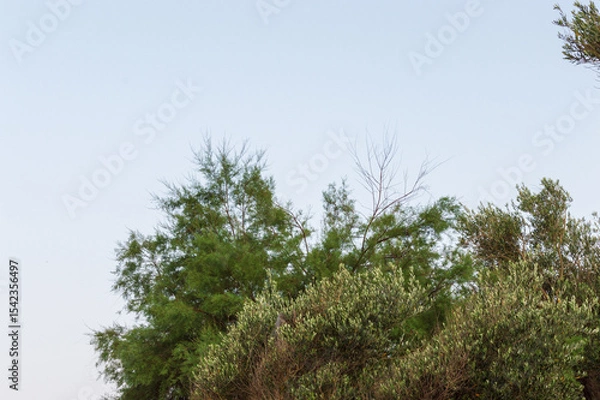 Fototapeta Close-up of olive branches against blue sky with space for text horizontally. Park in Sveti Stefan, Montenegro